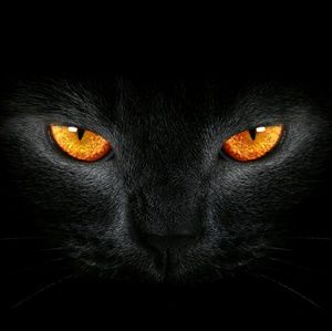 Meet your Posher, Katlyn